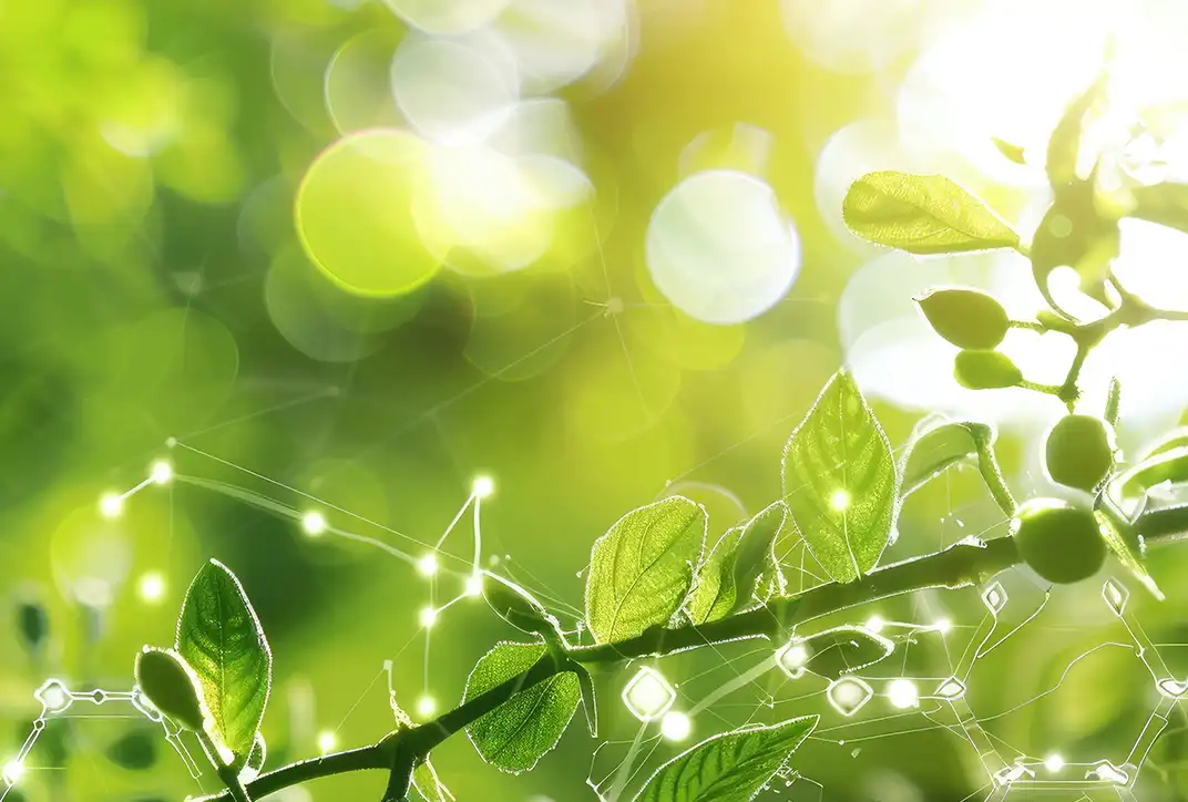 Biostimulants